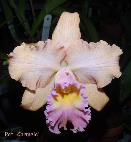 POT 'Carmela'