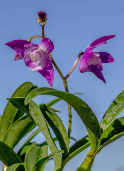 Dendrobium kingianum