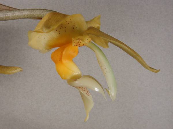 Stanhopea graveolens