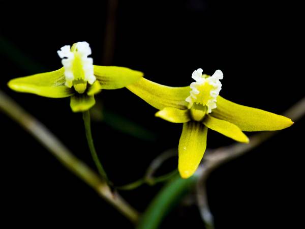 Dendrobium striolatum