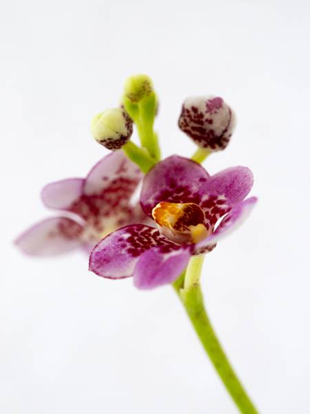 Sarcochilus hartmanii hybrid