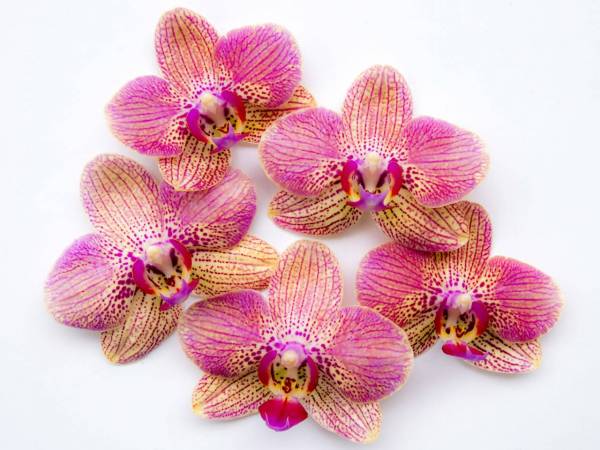 Phalaenopsis NOID