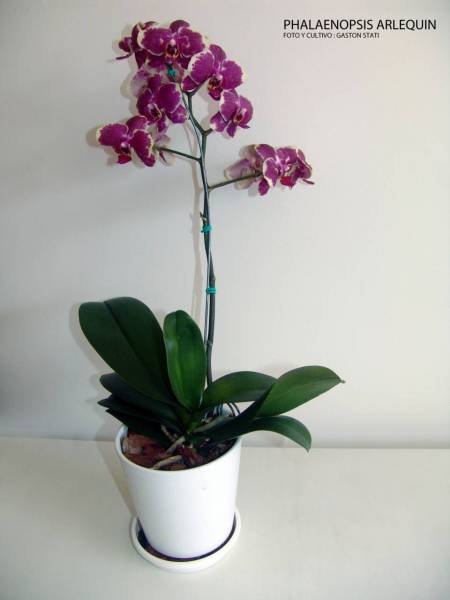 Phalaenopsis Arlequin