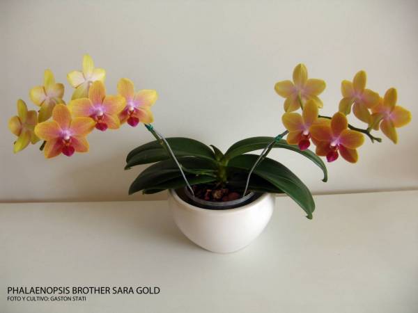 Phalaenopsis Brother Sara Gold