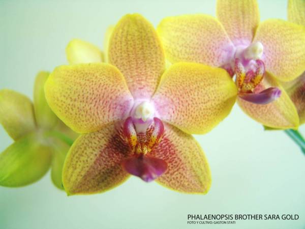 Phalaenopsis Brother Sara Gold