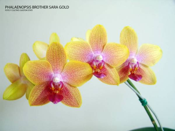 Phalaenopsis Brother Sara Gold