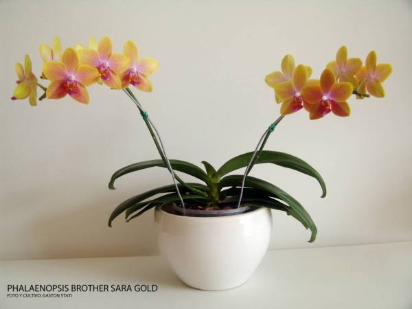 Phalaenopsis Brother Sara Gold