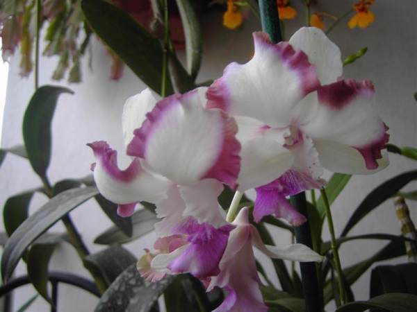 Dendrobium