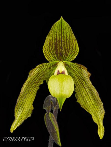 Paph. It's Doll Bloom