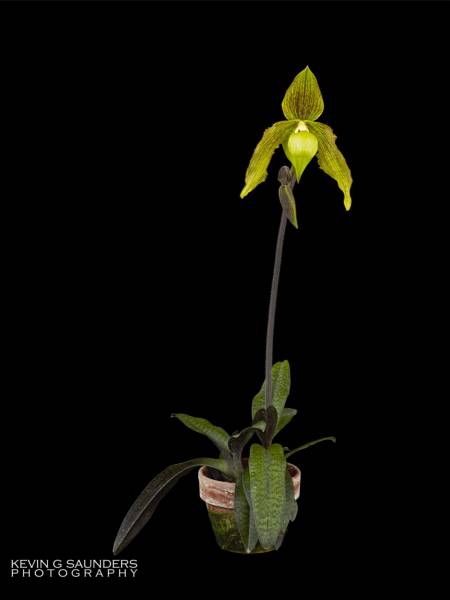 Paph. It's Doll