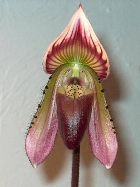 Paph. Callosum