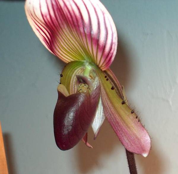 Paph. Callosum