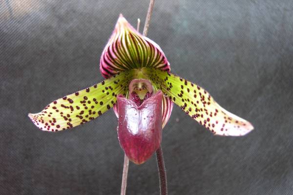 Paph_Noid5