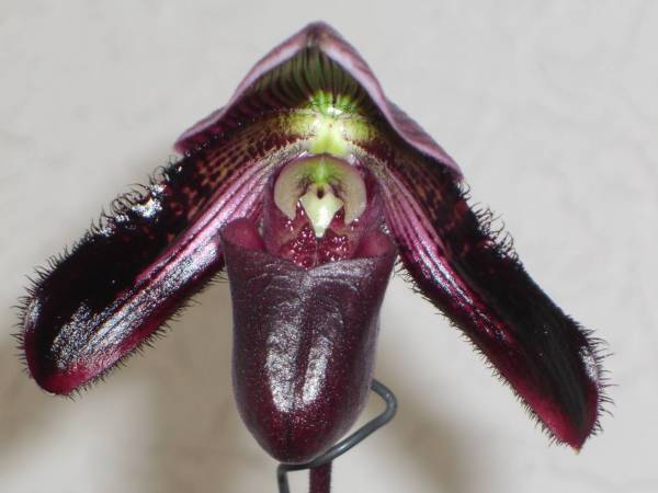 Paph_against_Light_Background_low