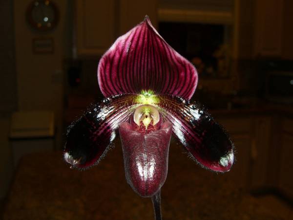 Paph_low_1