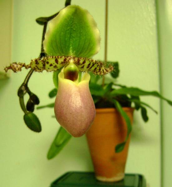 Paphiopedilum2