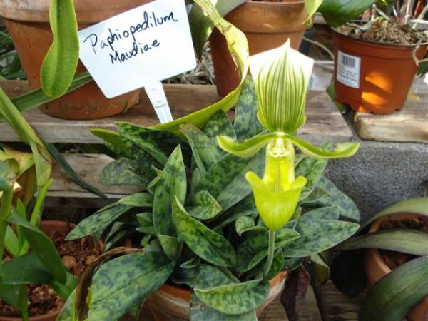 Paphiopedilum Maudiae