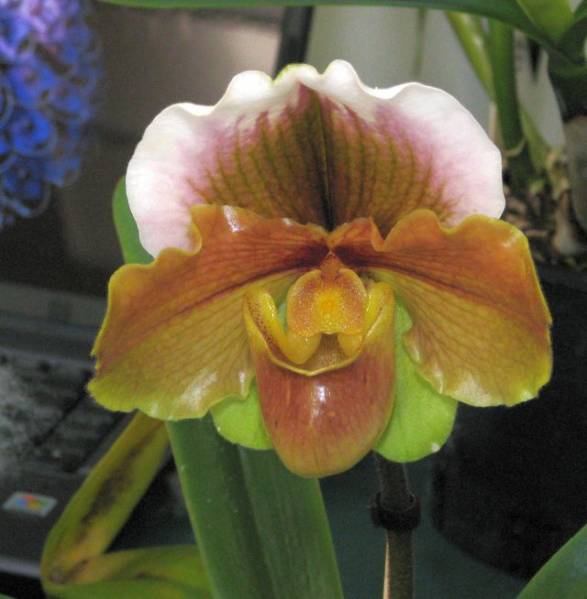 Paphiopedilum Misako Chiba 'No.2'