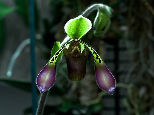 Paphiopedilum lowii