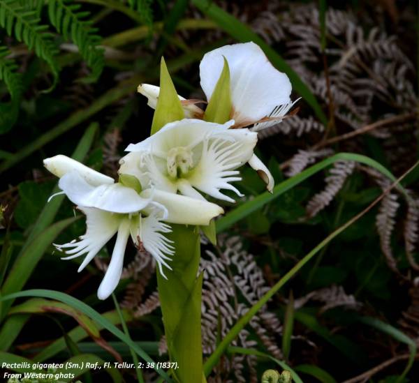 Pecteilis_gigantea4