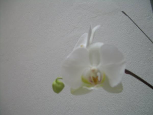 Phaelenopsis Alba