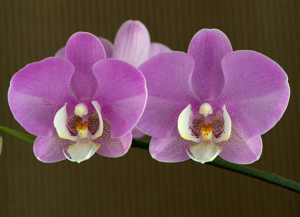 Phal Kingcar Sleeping Beauty - BS