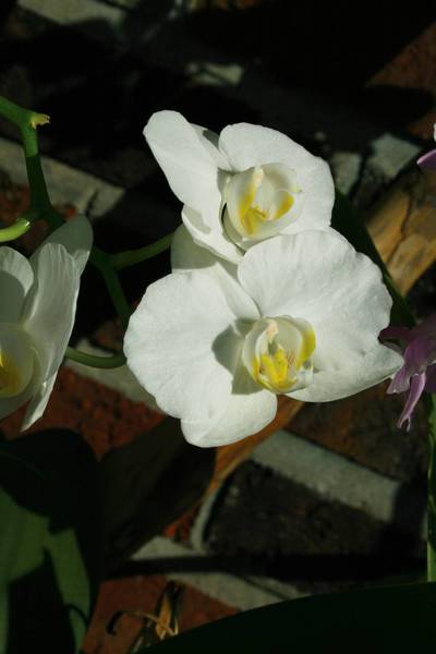 Phal. NOID- My baby Britta memorial