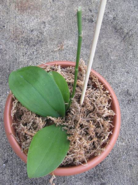 Phalaenopsis NoID