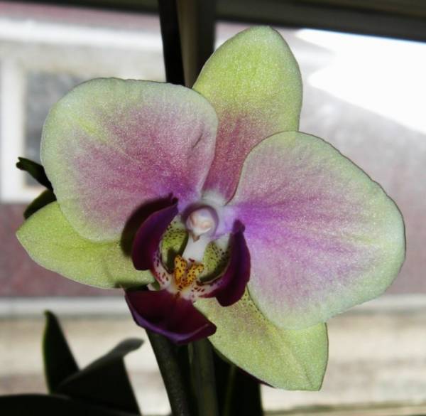 Phal 'Overspray' noid 2-20-11