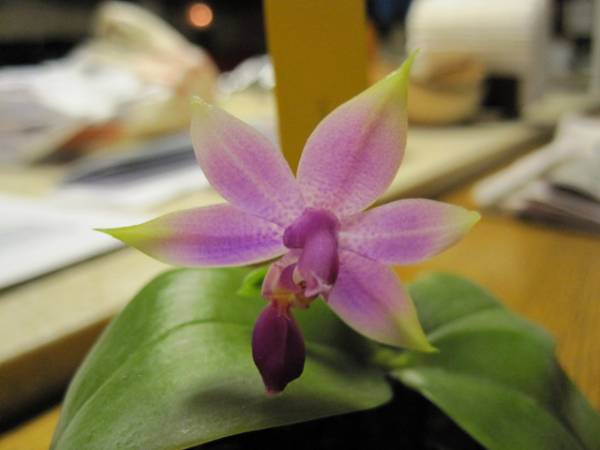 Phal. Violacea (Red)