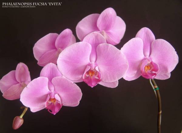 Phalaenopsis Hibrid