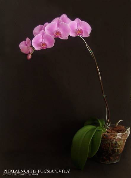 Phalaenopsis Hibrid