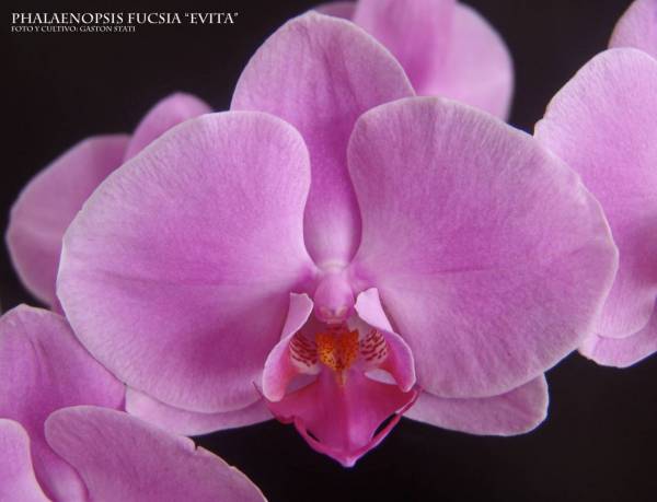 Phalaenopsis Hibrid