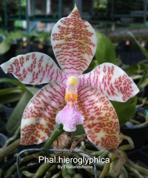 Phal.hieroglyphica