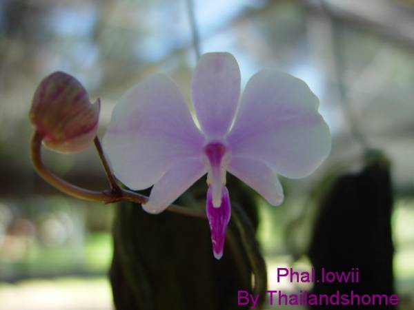 Phal.lowii