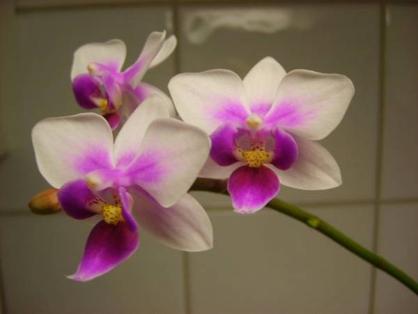 Phalaenopsis 'Brother Spring Dancer' or..?