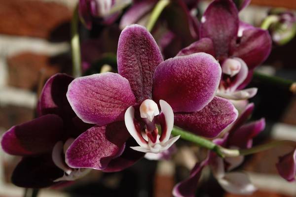 Phalaenopsis Kaoda Twinkle close-up