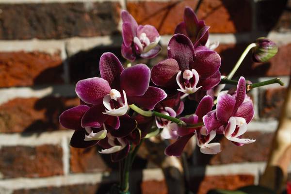 Phalaenopsis Kaoda Twinkle full spike picture