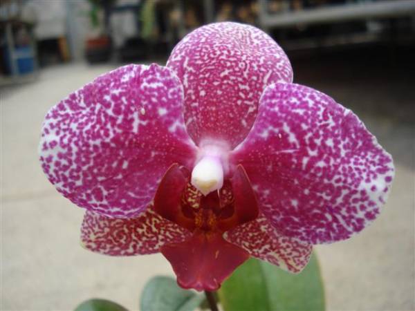 Phalaenopsis Sea Jewel.pat#13088.bloom