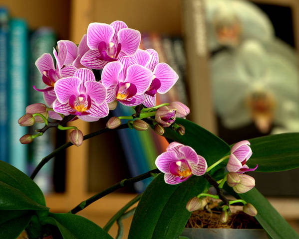 Phalaenopsis Sogo Vivian