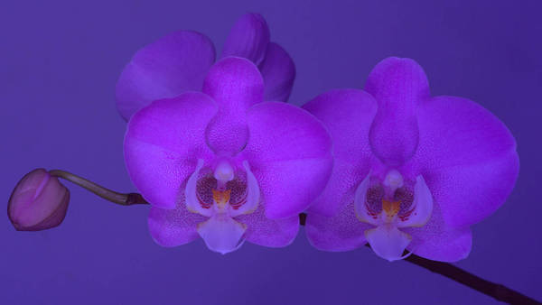 Phalaenopsis UV light