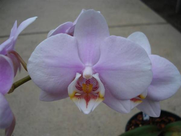 Phalaenopsis Unknown Lt Pink.bloom