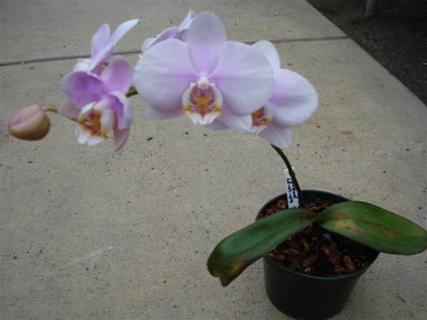 Phalaenopsis Unknown Lt Pink.plant