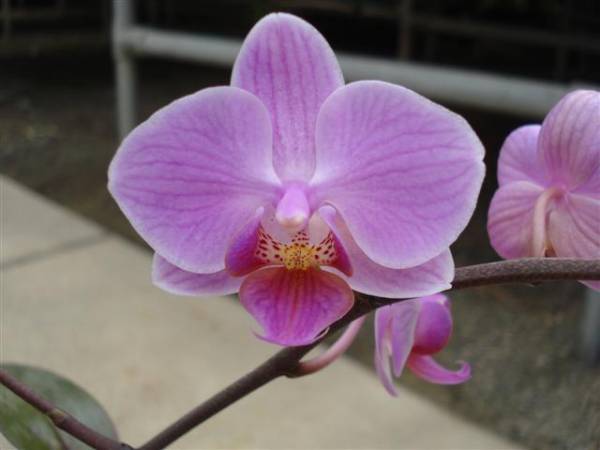 Phalaenopsis Unknown.bloom