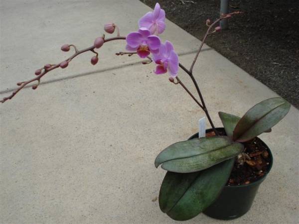 Phalaenopsis Unknown.plant