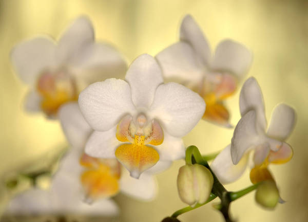 Phalaenopsis_mini_Noid