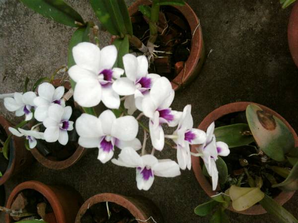 dendrobium what (sister)