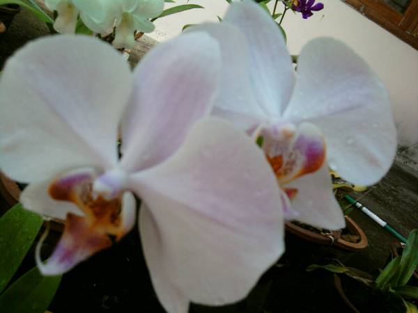 another phal