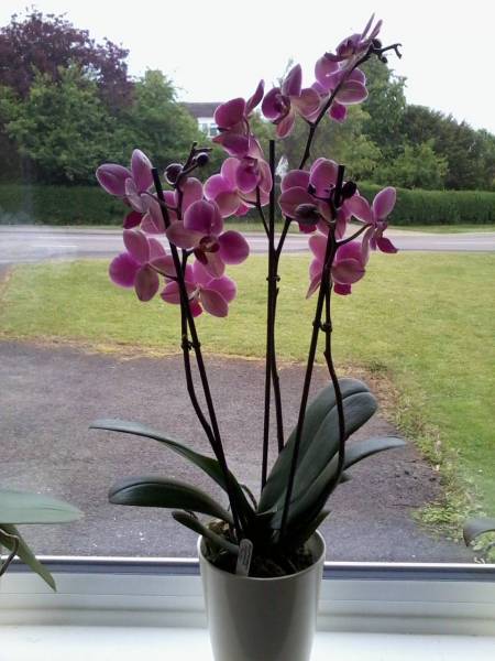 Diamond King Phal