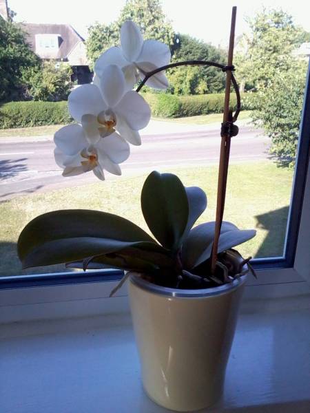 Very very pale yellow phal - NoID